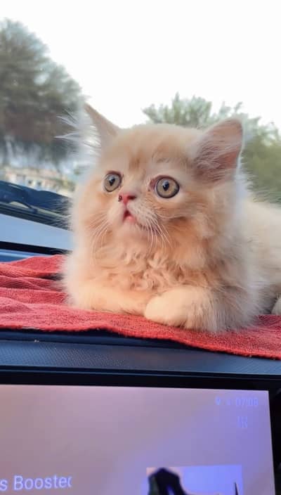 Persian Top Quality