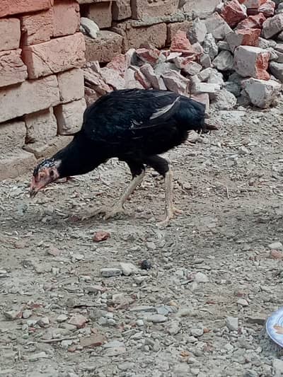 usmanali
