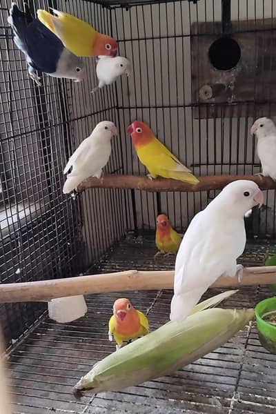 love birds breeder pair for sale 03219964961