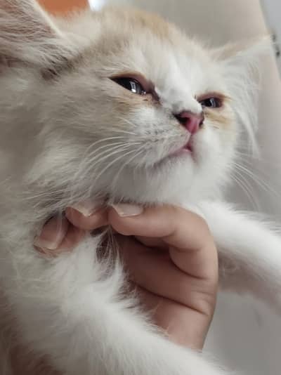 Persian kittens