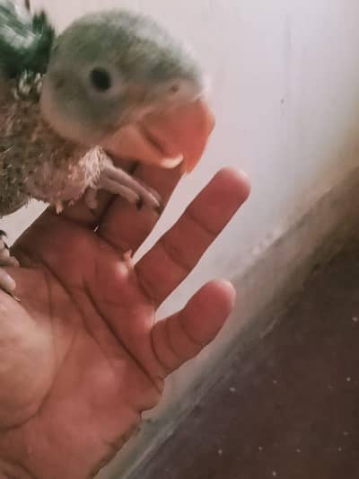 raw parrot