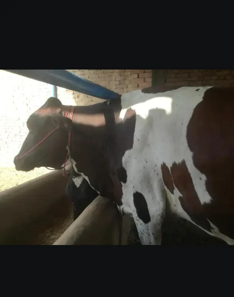 Doodh wali cow 03208300546 — photo 3