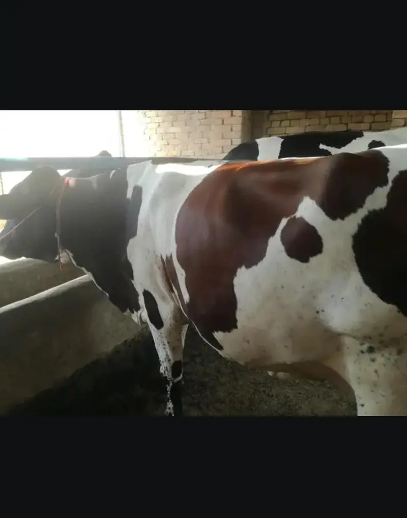 Doodh wali cow 03208300546 — photo 4