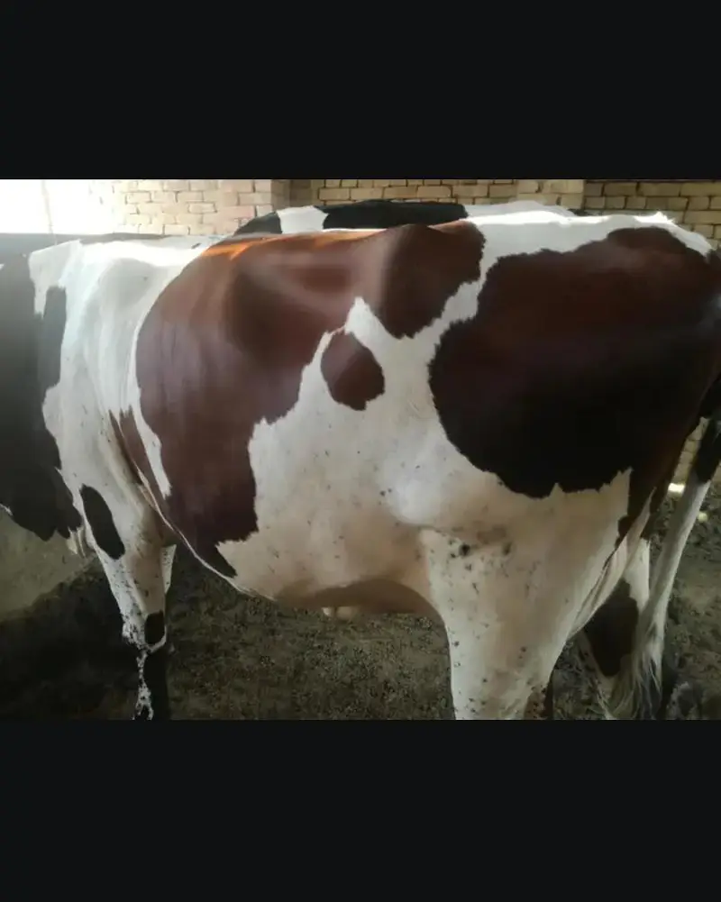 Doodh wali cow 03208300546 — photo 5