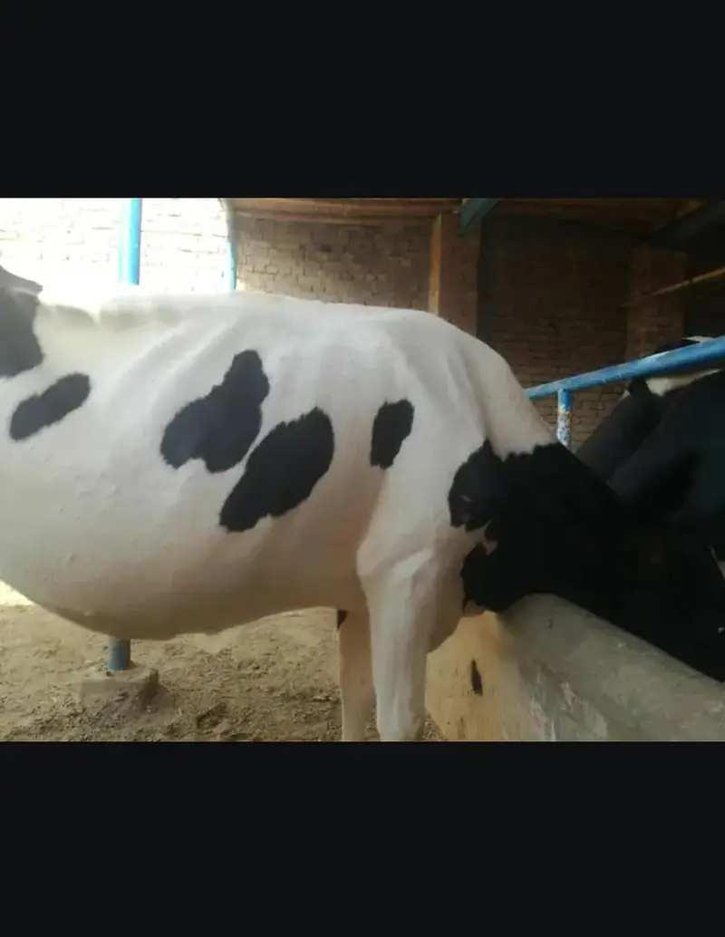 Doodh wali cow 03208300546 — photo 6