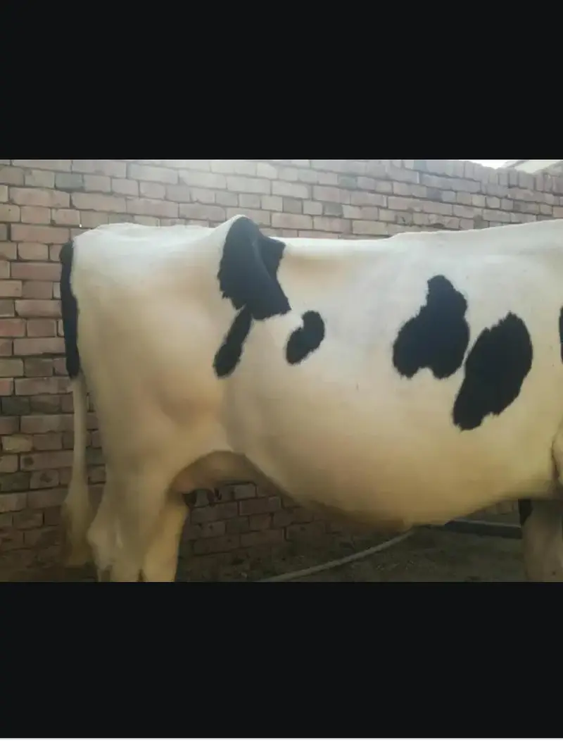 Doodh wali cow 03208300546 — photo 7