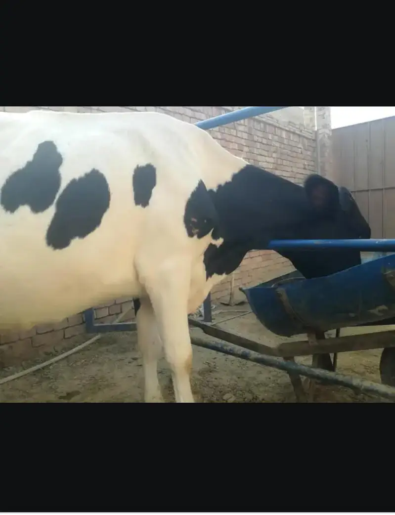 Doodh wali cow 03208300546 — photo 8