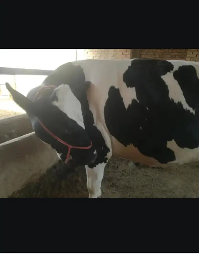 Doodh wali cow 03208300546 — photo 9