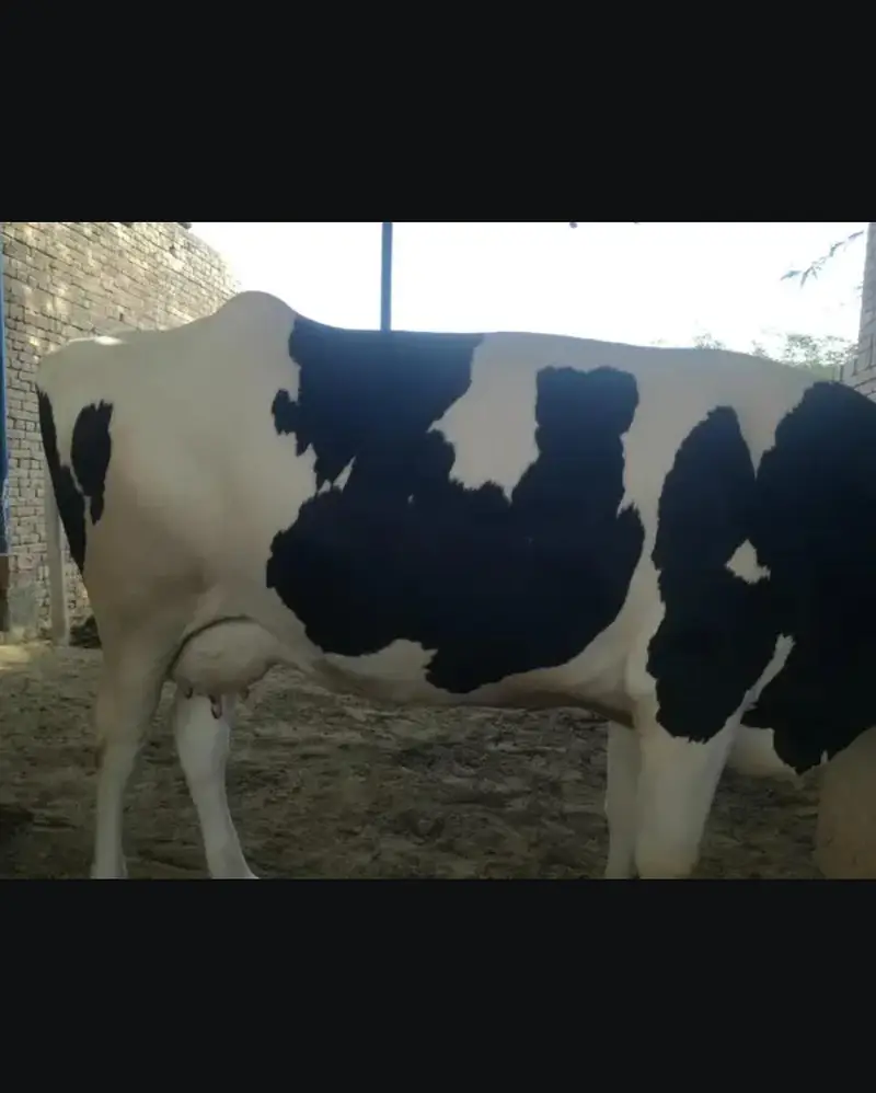 Doodh wali cow 03208300546 — photo 10