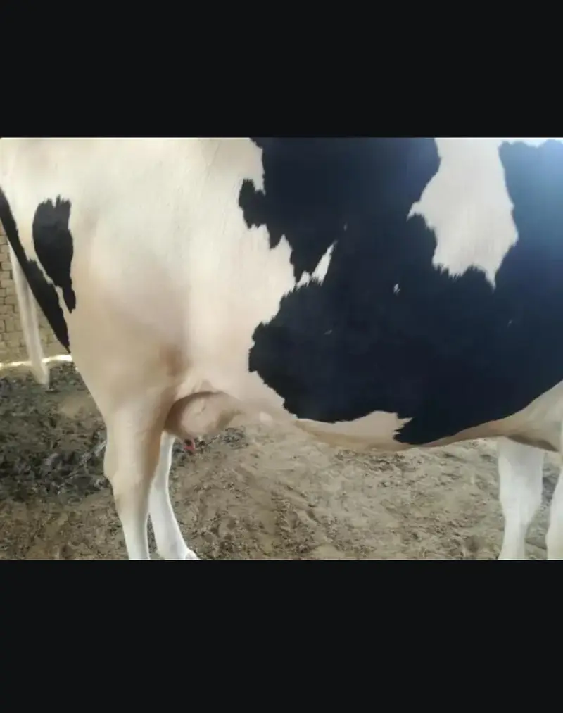 Doodh wali cow 03208300546 — photo 11