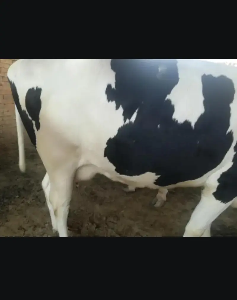 Doodh wali cow 03208300546 — photo 12