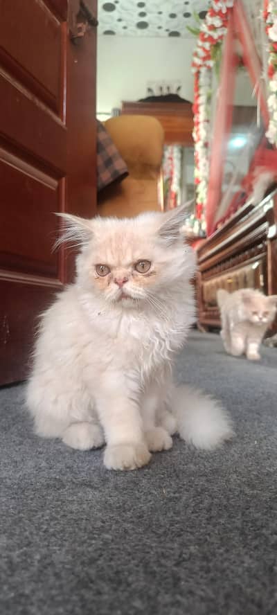 Persian triple coated kittens pair available.