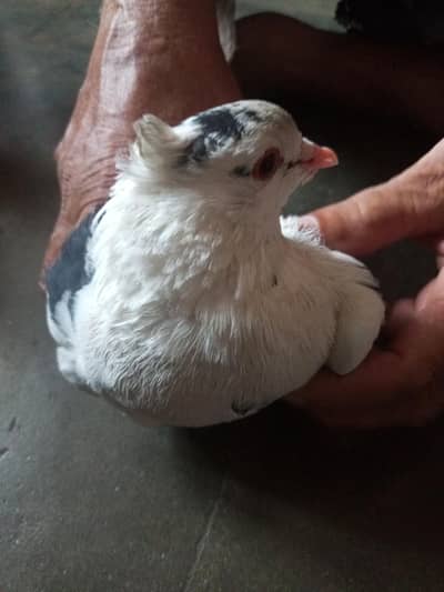 lakha pigeon  For Sell 1 piece beautiful 