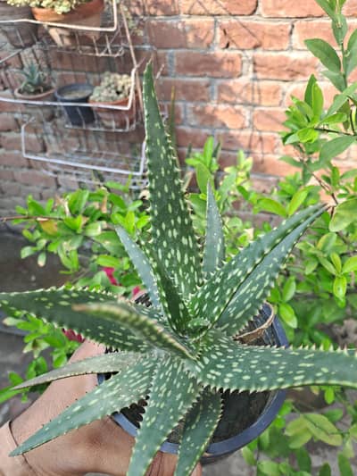 Aloe 'Medivera Succulent plant