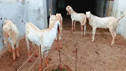 Makkah chini Bkare for sale _03102718718