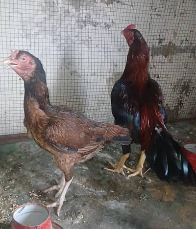Mianwali Aseel Pair