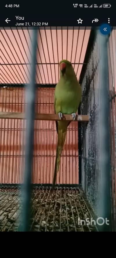 Ringneck talking male