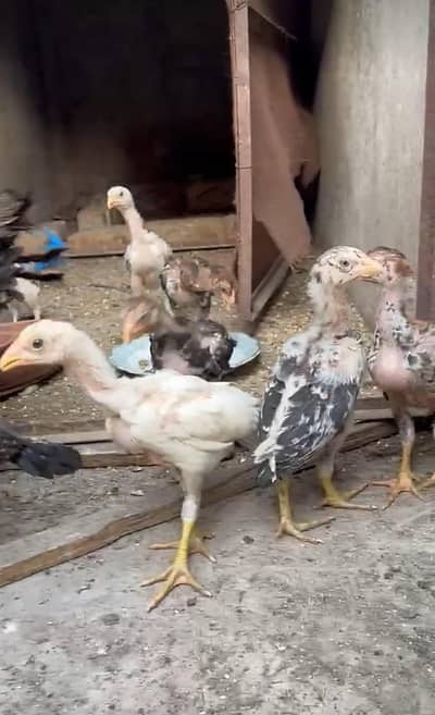 Aseel Thai Female with 9 chicks (3 months old chicks)