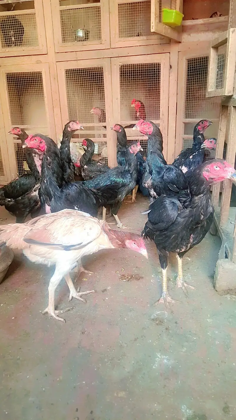 Thai veitnam pakoy aseel  japni aseel