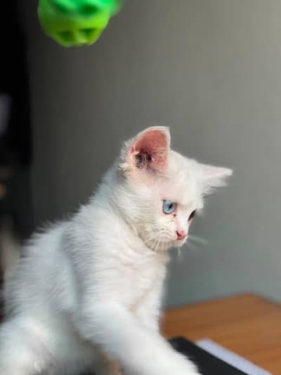 Persian cat odd eye
