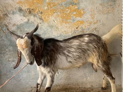 Home breed for sale