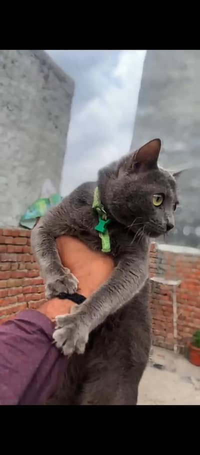 Britished short hair cat(female)