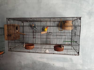3pairs breeder Love birds for sale with 2 cages