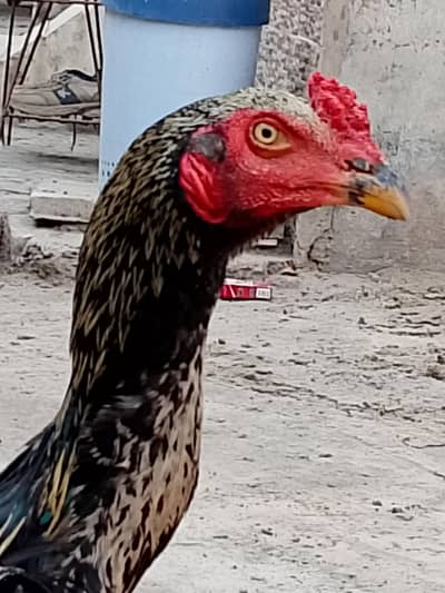 kamaliya aseel