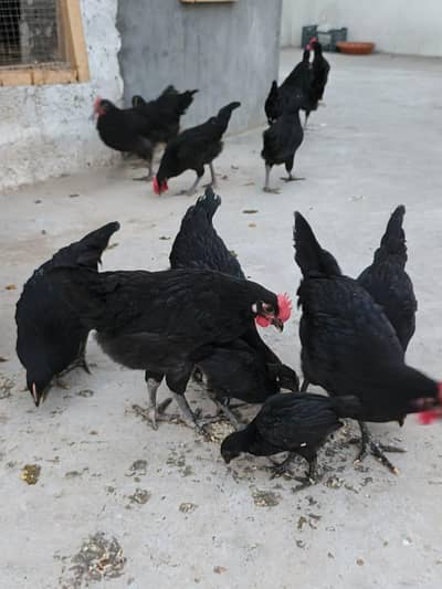 Australorp Hens , Pathian