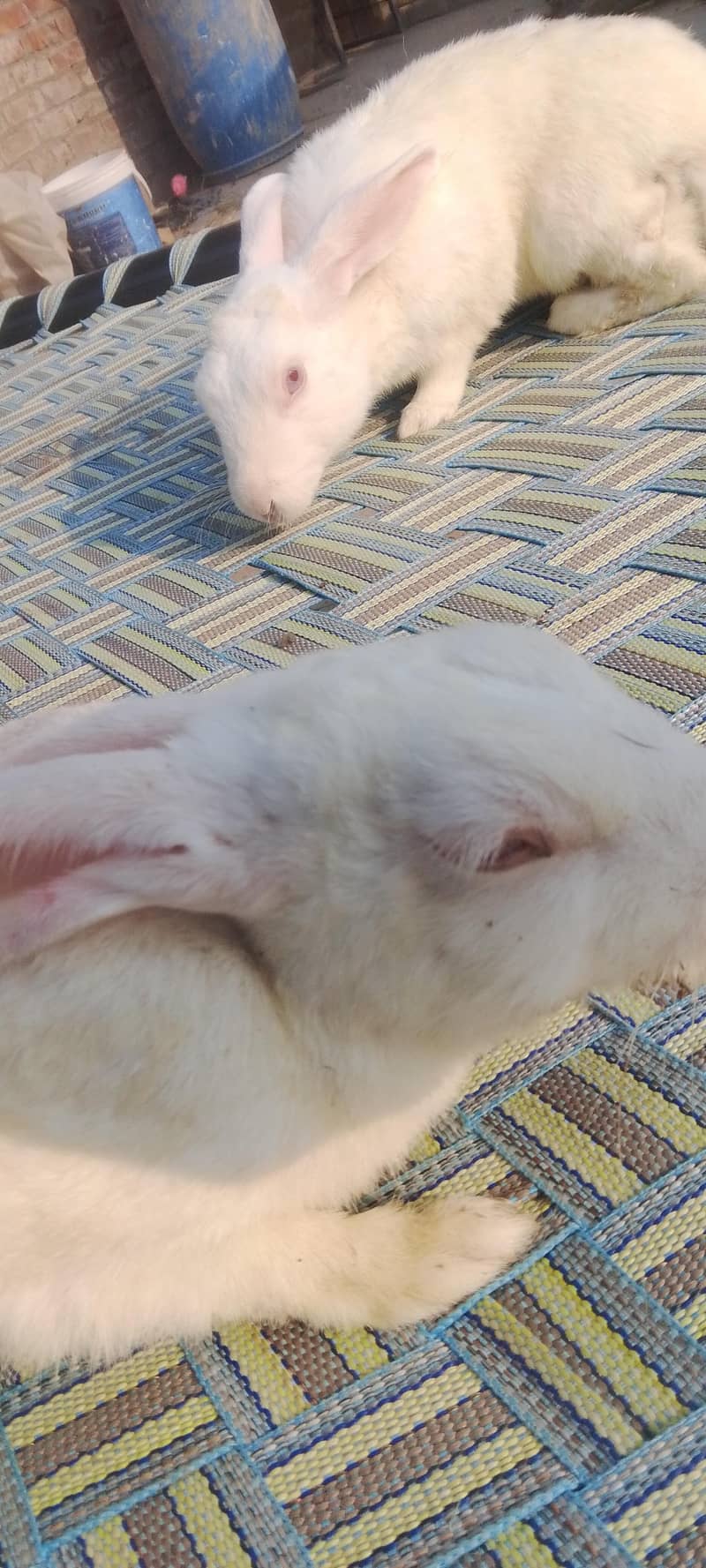 rabit 0