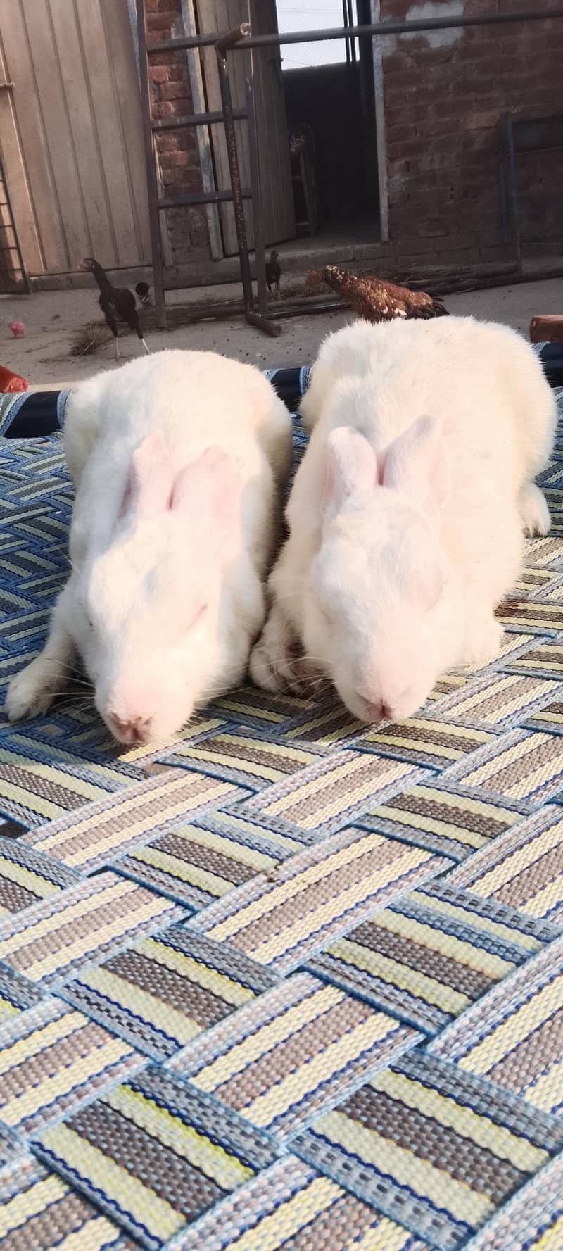 rabit 1