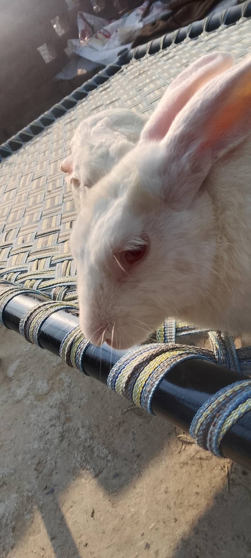 rabit 2