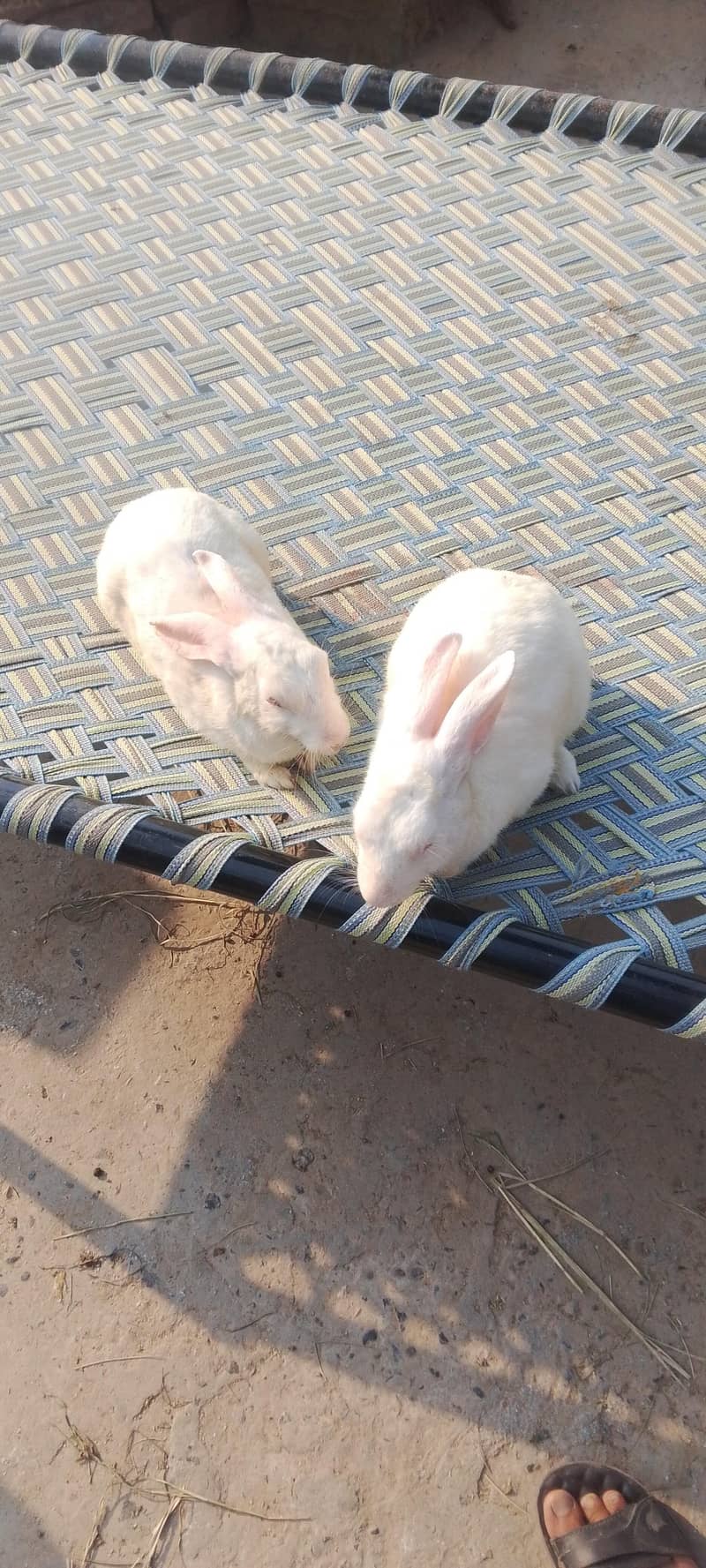 rabit 3