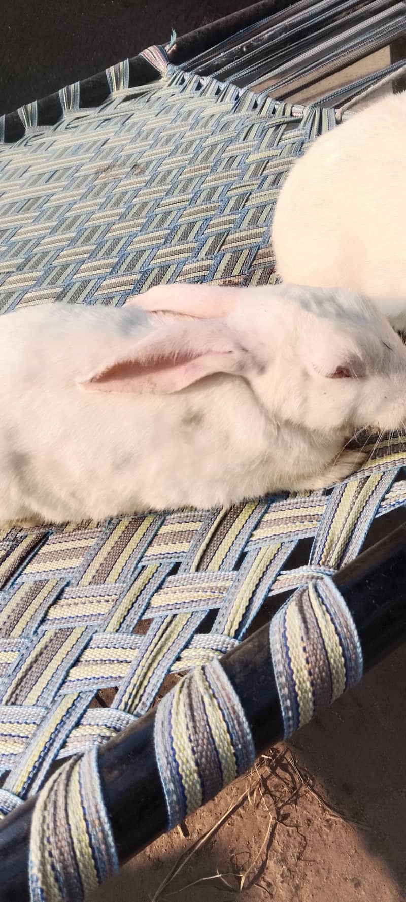 rabit 4
