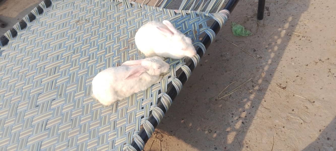 rabit 5