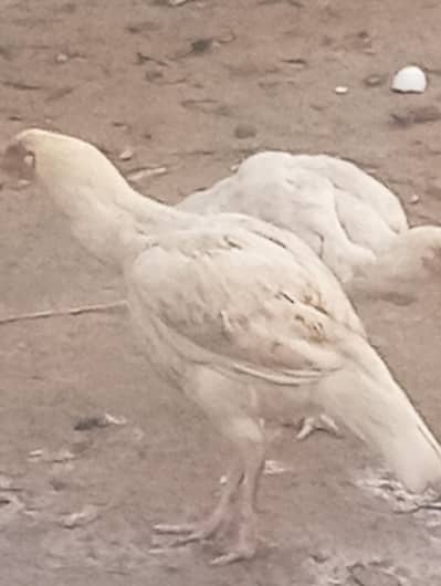 aseel heera with low price.