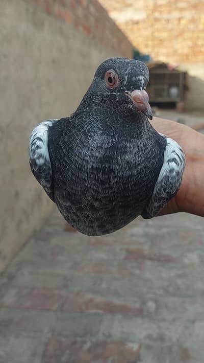 Pure Kasuri Dabwaly Bareedar bacay for sale