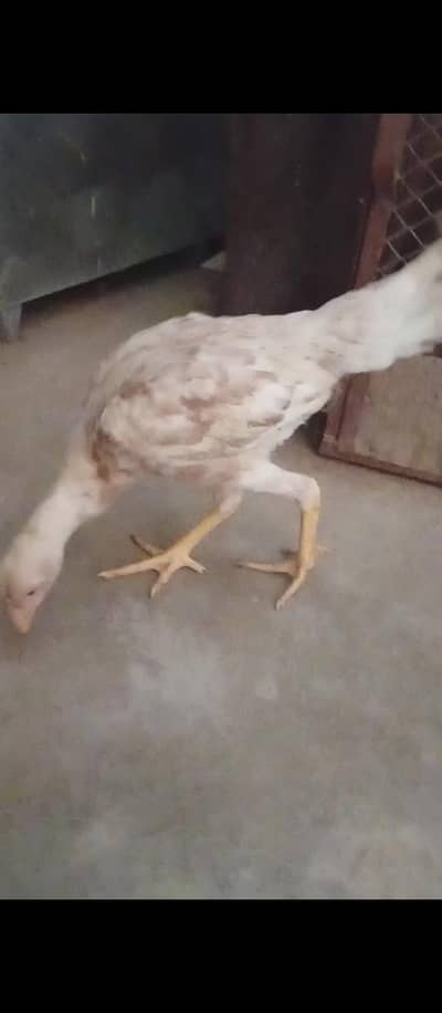 aseel pathy for sell