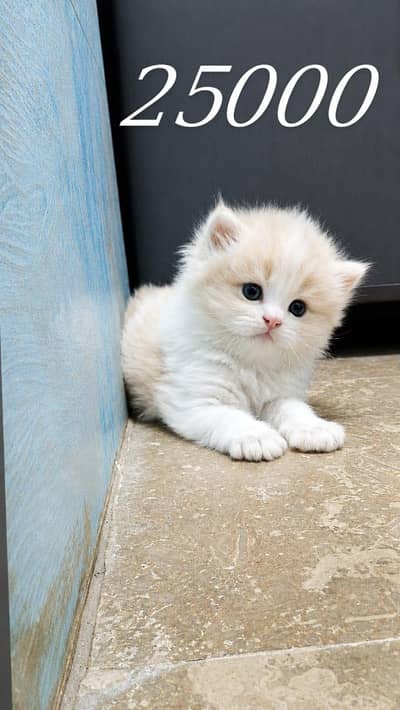4 cute healthy kittens for sale