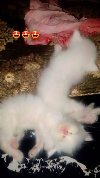 Persian kitten