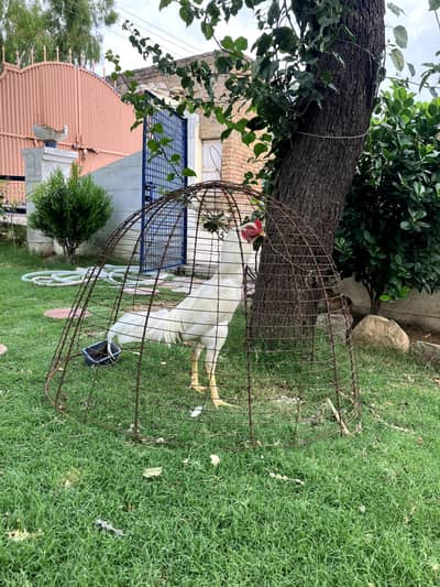 Aseel Heera Pair | BLUE Slate Turkey| Russian dog Pair | Female