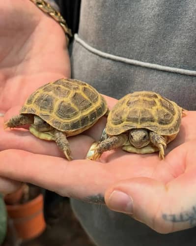Russian tortoise available