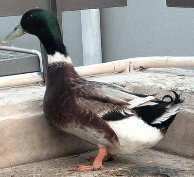 Green Headed Quality Male