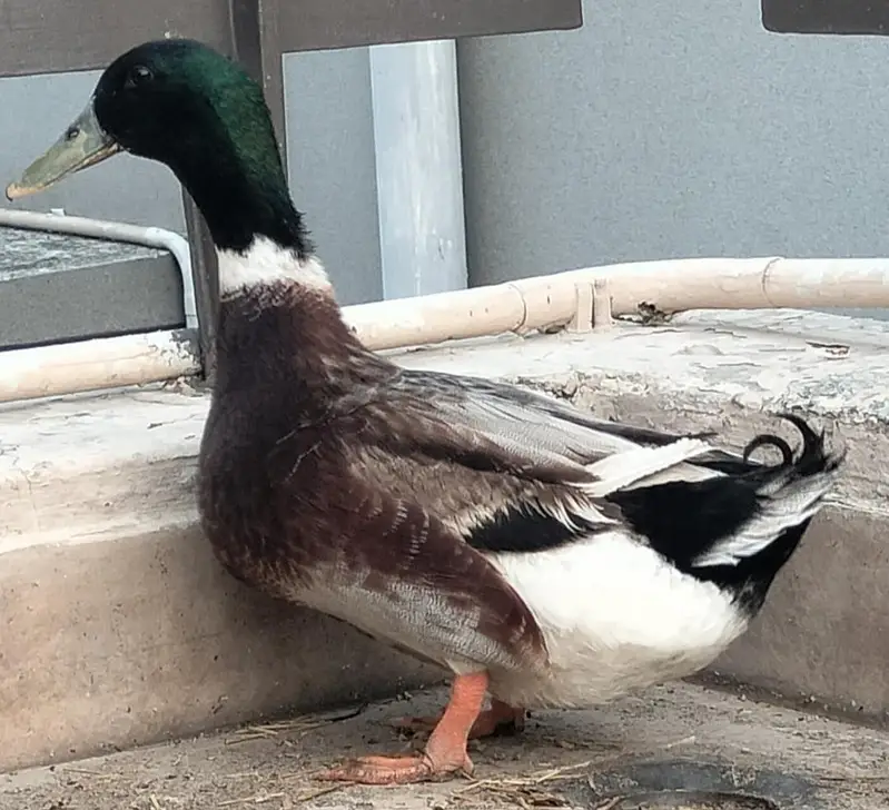Green Headed Quality Male