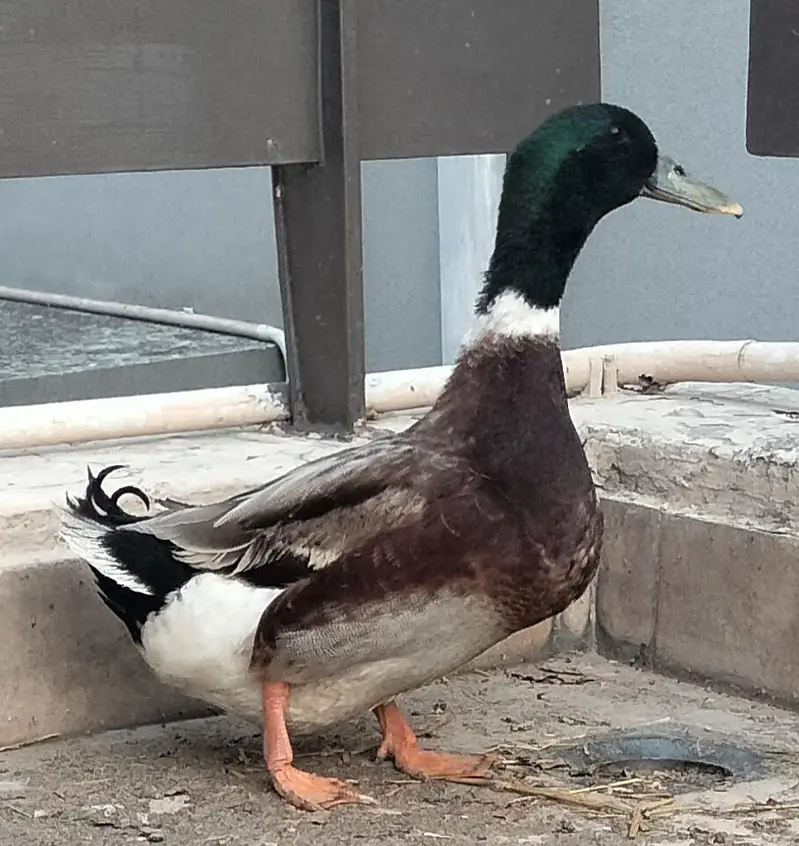 Green Headed Quality Male — photo 2