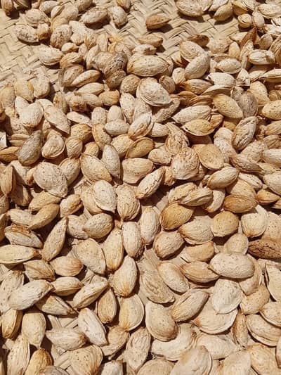 Haigh quality Loralai Badam