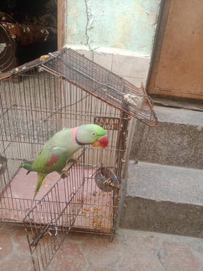 green parrot