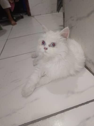 Original Blue Eyes Persian, Trained, Friendly, Healthy, Vaccinated.