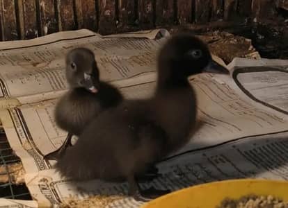urgent sale ducks exchange
