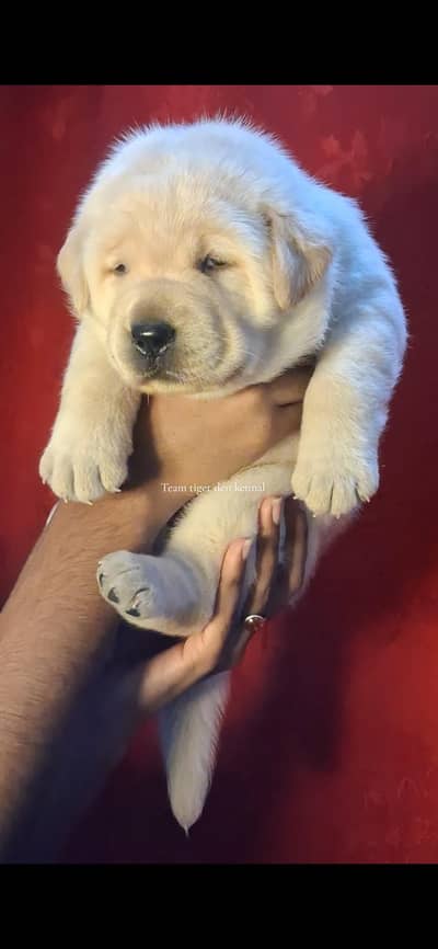 Supriem Labrador